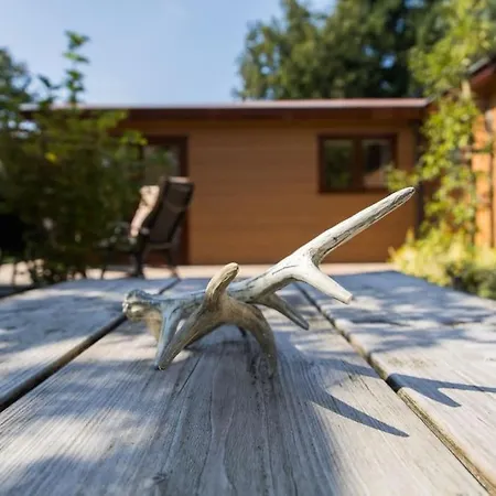 Chalet Omringd Door Op De Veluwe Putten